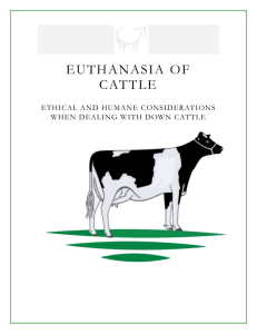 Euthanasia of dairy cattle