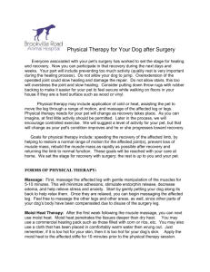 Physical Therapy for Your Dog after Surgery