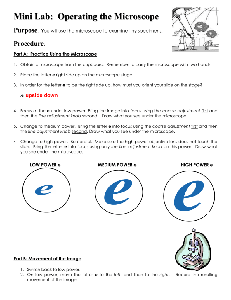 Letter E Microscope Lab Worksheet
