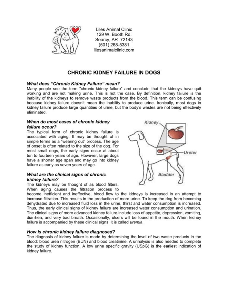 chronic-kidney-failure-in-dogs