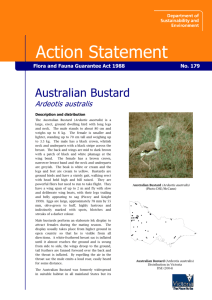 Australian Bustard (Ardeotis australis) accessible