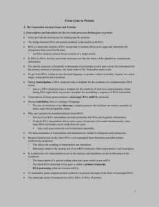 Protein Synthesis - Austin Community College
