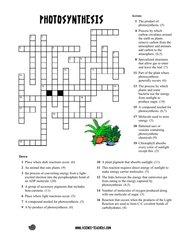 Photosynthesis Crossword