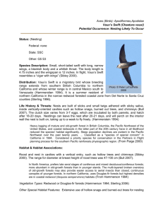 Aves (Birds): Apodiformes,Apodidae Vaux`s Swift (Chaetura vauxi