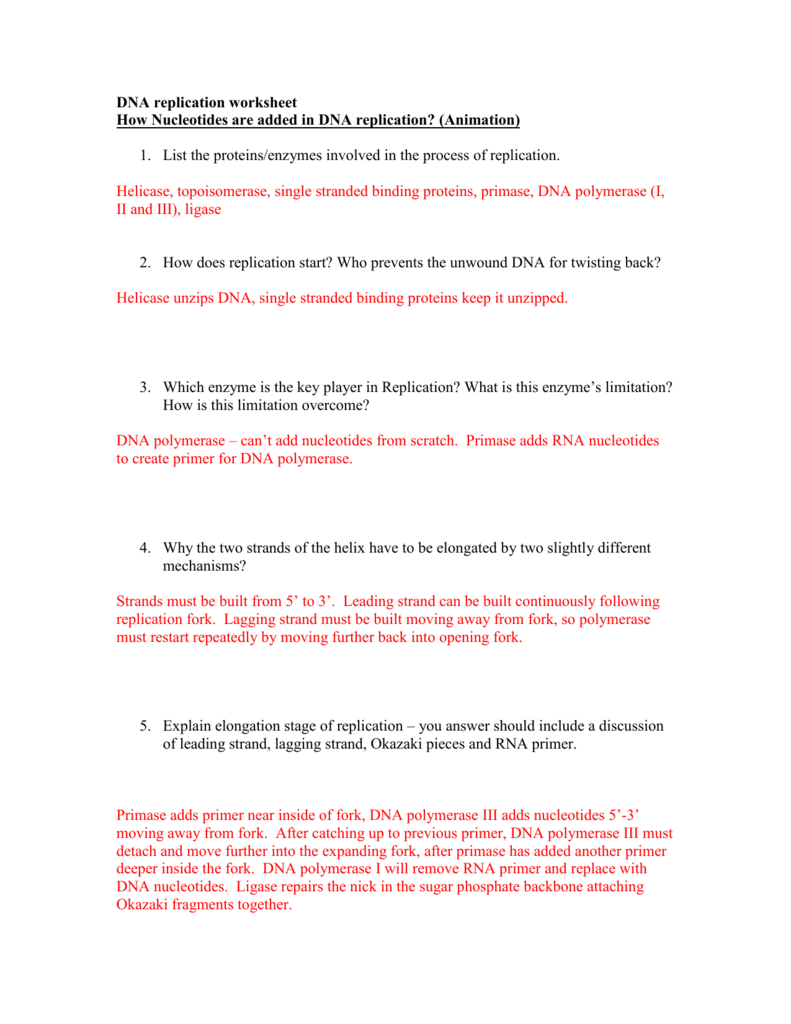 DNA replication worksheet - Watch the animations and answer