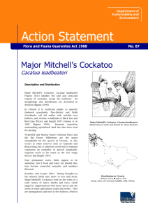 Major Mitchell`s Cockato (Cacatua leadbeateri) accessible