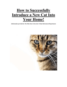 How to Successfully Add a New Cat to Your Home