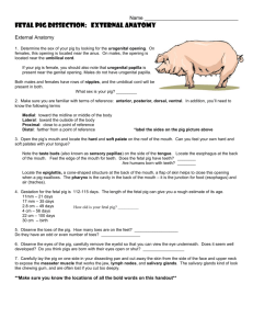 Pig Dissection - The Biology Corner