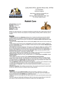 Rabbit Care Handout - North Nowra Veterinary Hospital