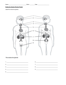 Endocrine System Review Packet