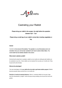 Castrating your Rabbit website