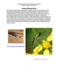 Mosquito Sexing and Identification