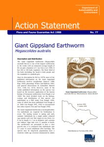 Giant Gippsland Earthworm (Megascolides australis) accessible