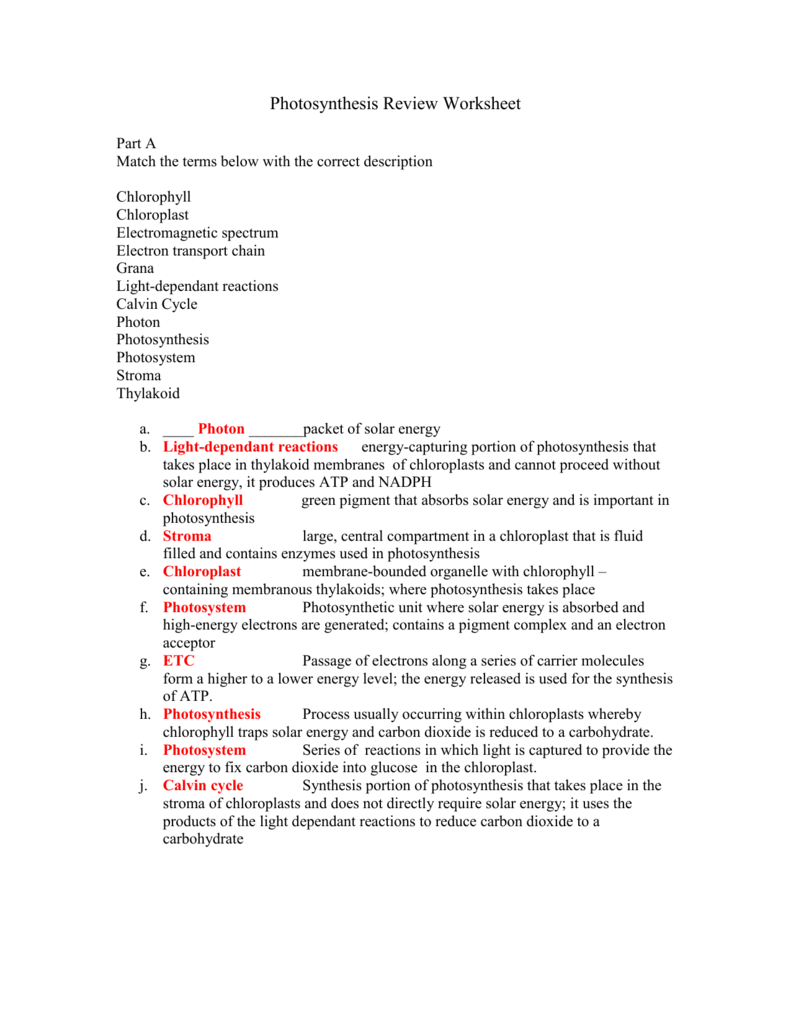 Photosynthesis Review Worksheet