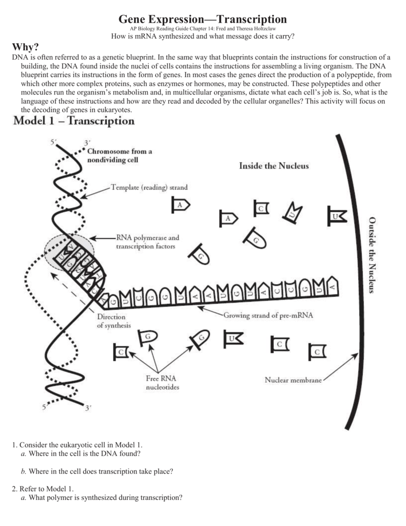 gene-expression-transcription-worksheet