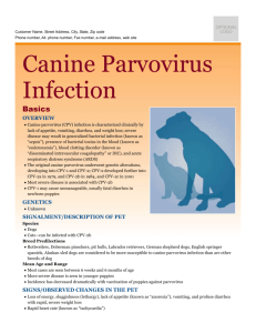 canine_parvovirus_infection