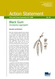 Black Gum (Eucalyptus aggregata) accessible