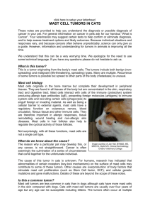 Mast Cell Tumors In Cats