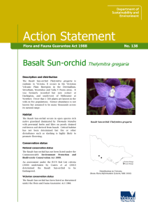 Basalt Sun-orchid (Thelymitra gregaria) accessible