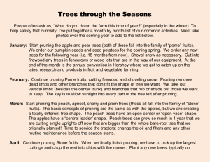 Trees through the Seasons