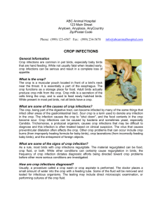 CROP INFECTIONS - Alpine Animal Hospital