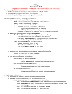 AP Biology Nervous System Part 5 Outline