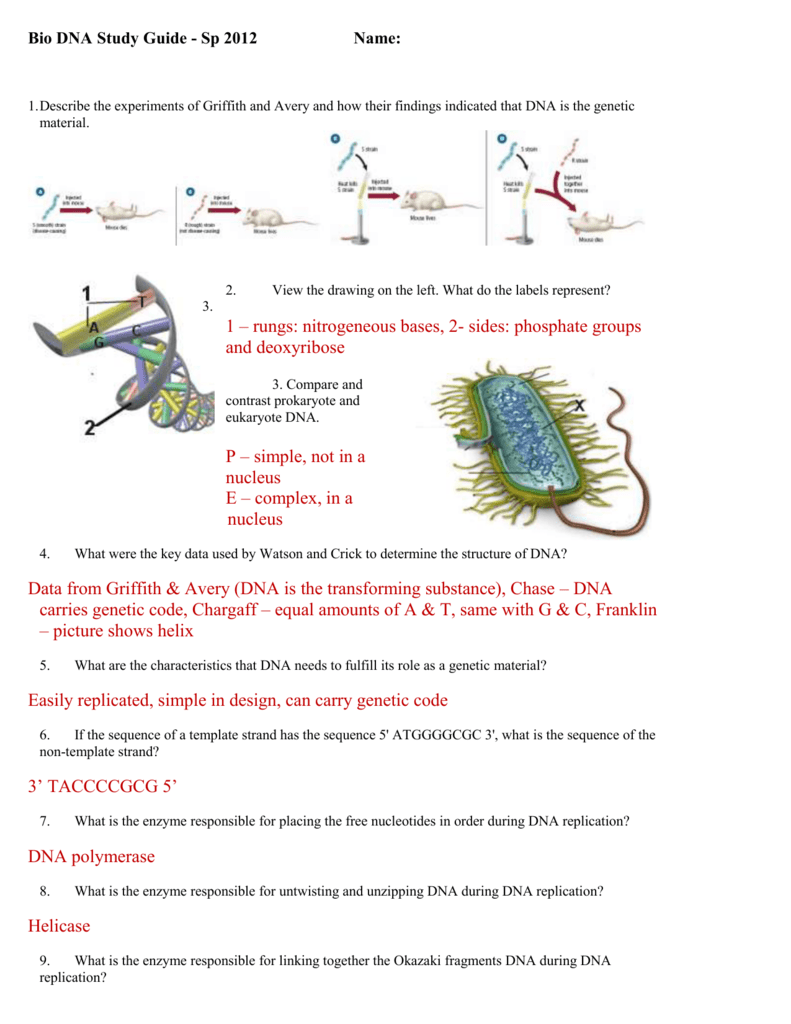 what-is-a-template-strand