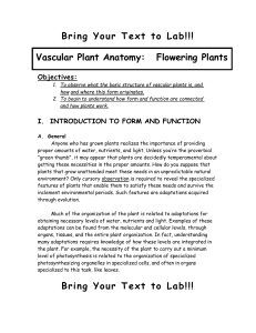 Vascular Plant Anatomy