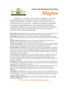 Maples - Little York Plantation