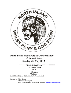 North Island Welsh Pony & Cob Foal Show