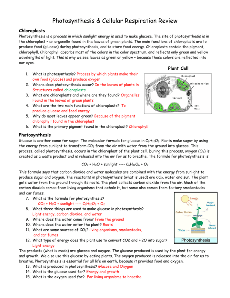 biology photosynthesis review worksheet