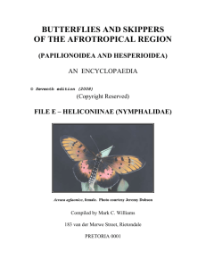 Tribe Argynnini - Afrotropical Butterflies