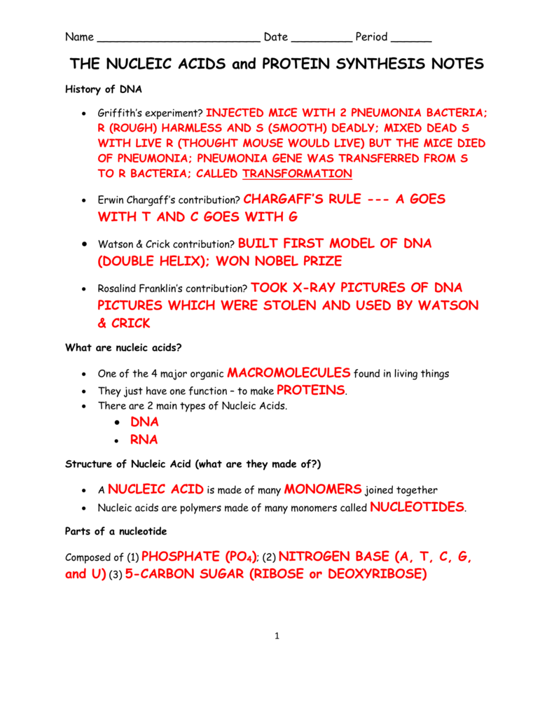 answers - Biology Junction Within Nucleic Acids Worksheet Answers