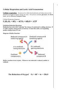Cellular Respiration and Lactic Acid