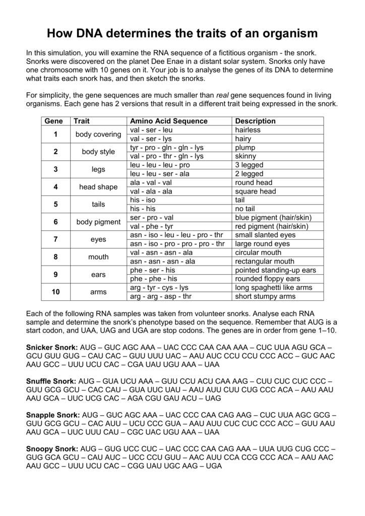 How Does DNA Determine The Traits Of An Organism