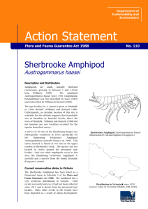 Sherbrooke Amphipod (Austrogammarus haasei) accessible