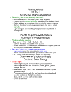 Ch 6 Photosynthesis