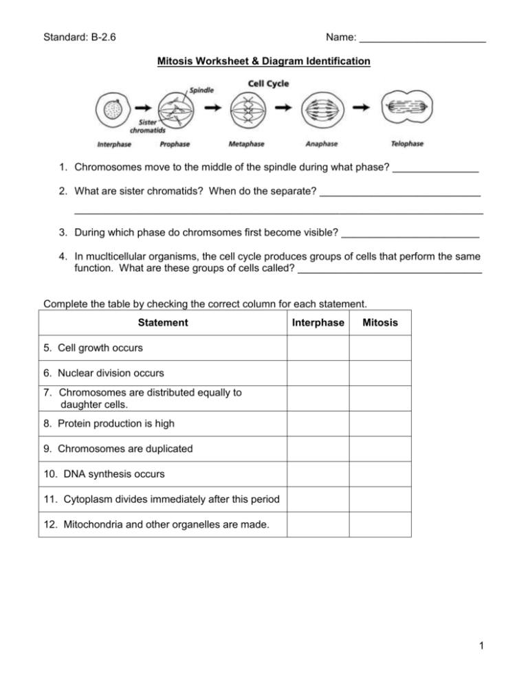 biology mitosis worksheet