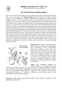 Article 86 Psidium guajava - Botanical Society of South Africa