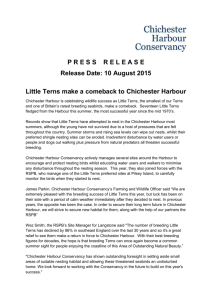 Press release - Little Tern breeding success