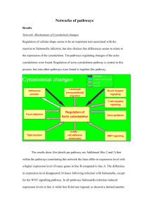 Networks of pathways