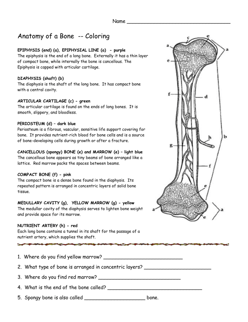 Anatomy Of A Long Bone Worksheet