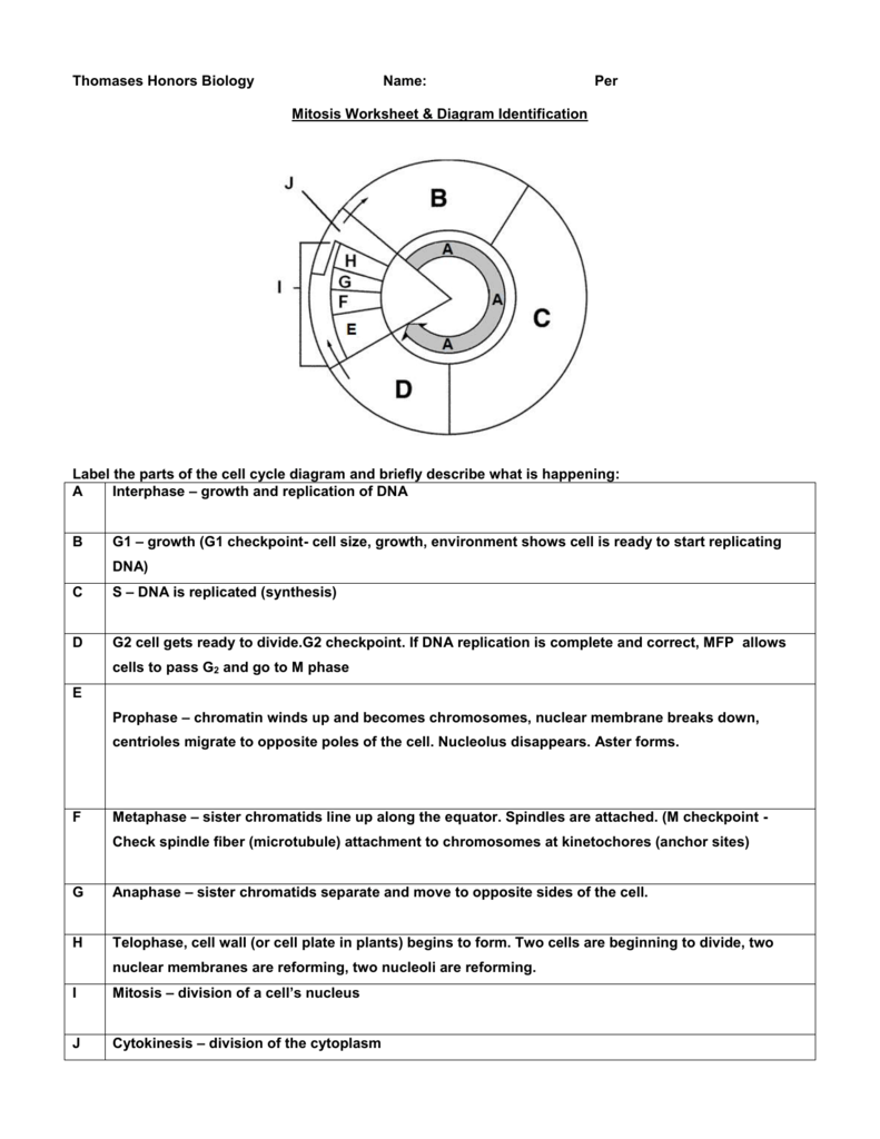 Mitosis Worksheet & Diagram Identification In Cell Cycle Worksheet Answers