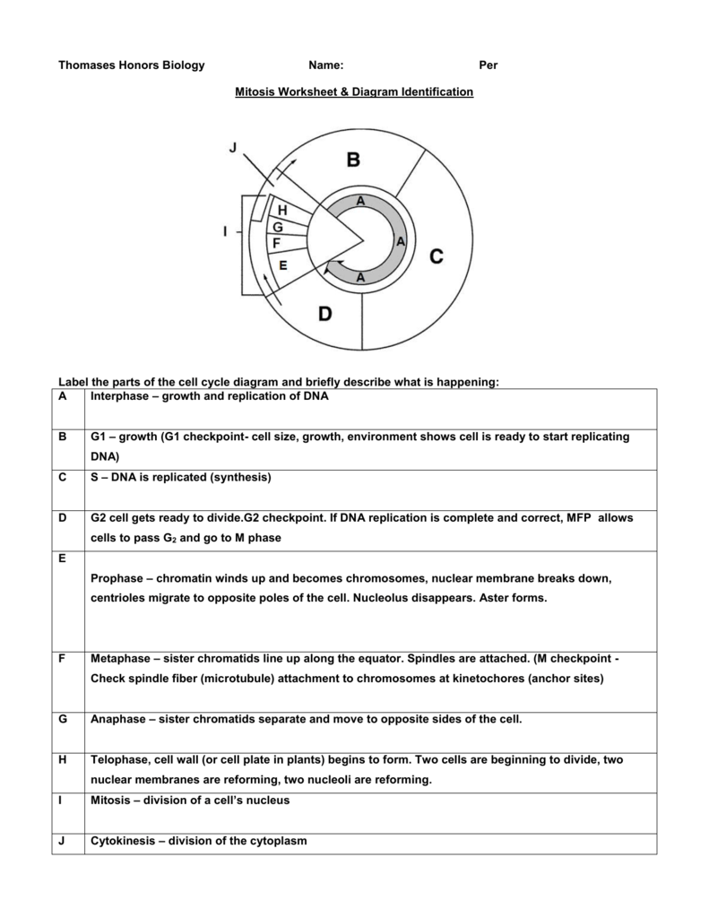 Mitosis Worksheet & Diagram Identification Regarding Cell Cycle Worksheet Answers