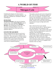 Nitrogen Cycle - A World Of Fish