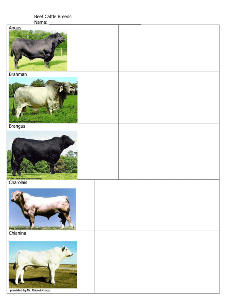 Identifying Beef Breeds
