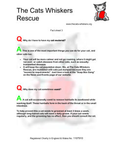 Fact Sheet 3 : FAQ`s - The Cats Whiskers Rescue