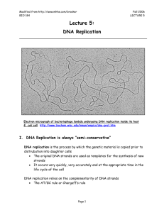 Lecture 5-DNA Replication