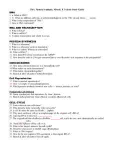 Cell Cycle, Chromosomes, Mitosis & Meiosis – Test Study Guide