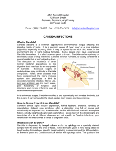 Candida Infections - Alpine Animal Hospital